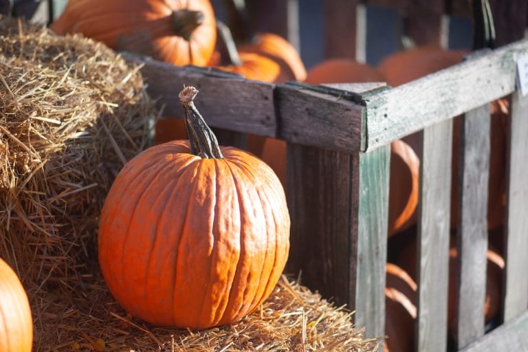 Orange County Pumpkin Patches That Will Get You in the Fall Spirit