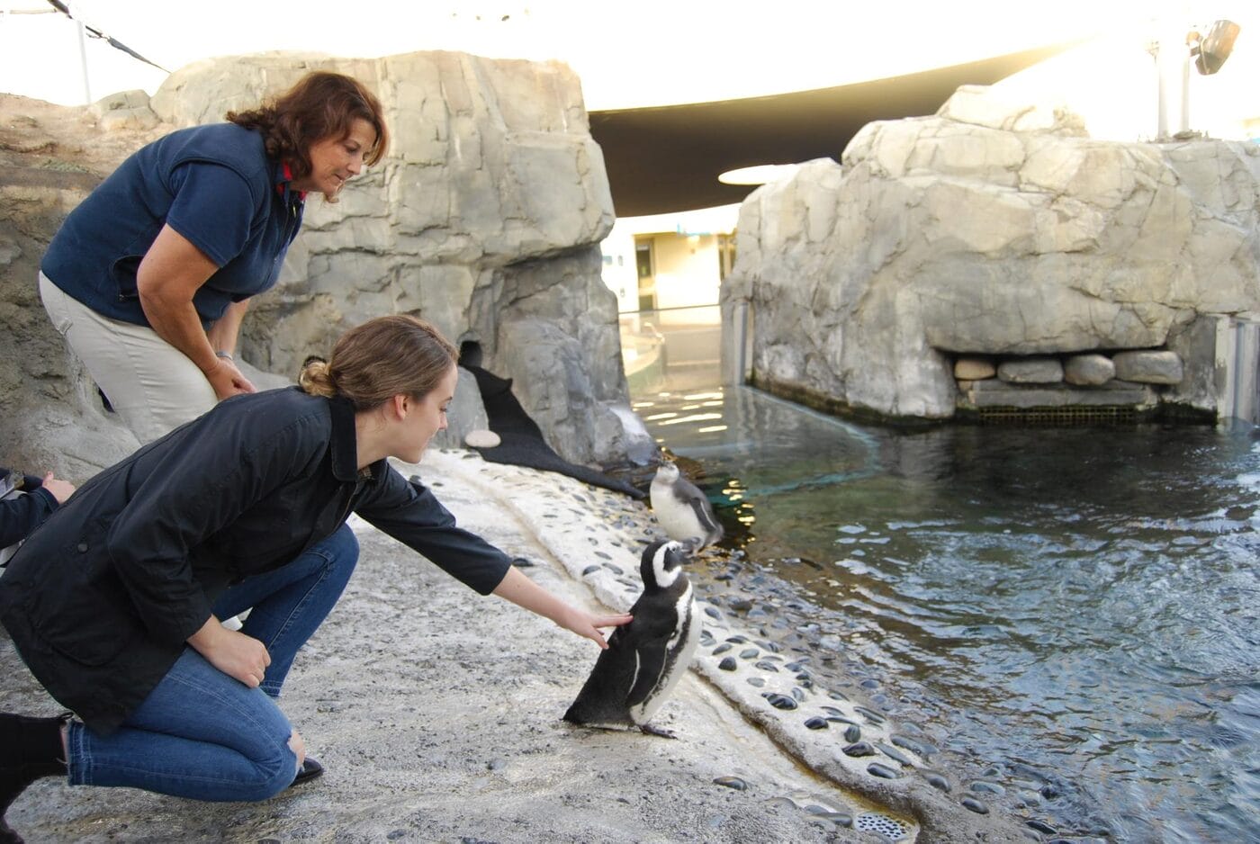 Penguin Experience Long Beach Aquarium