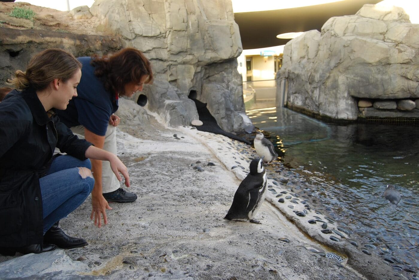 Penguin Experience Long Beach Aquarium3