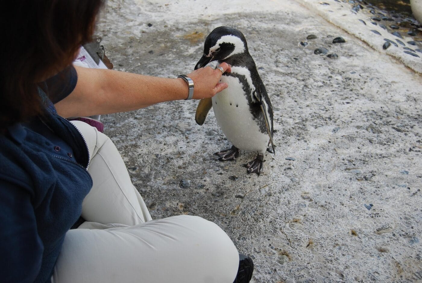 Penguin Experience Long Beach Aquarium5