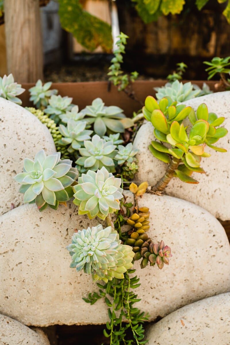 20191125_HannahWilson_HarvesttoHome_WEB-001