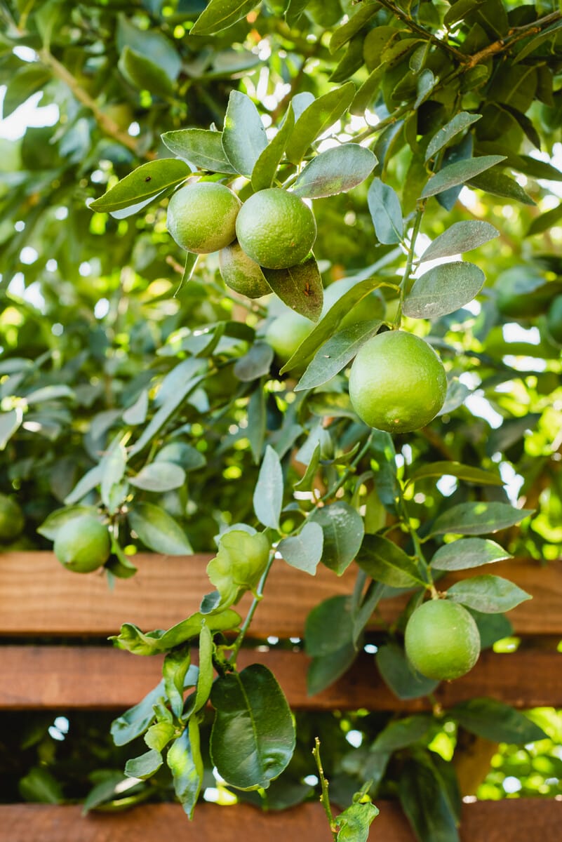 20191125_HannahWilson_HarvesttoHome_WEB-003