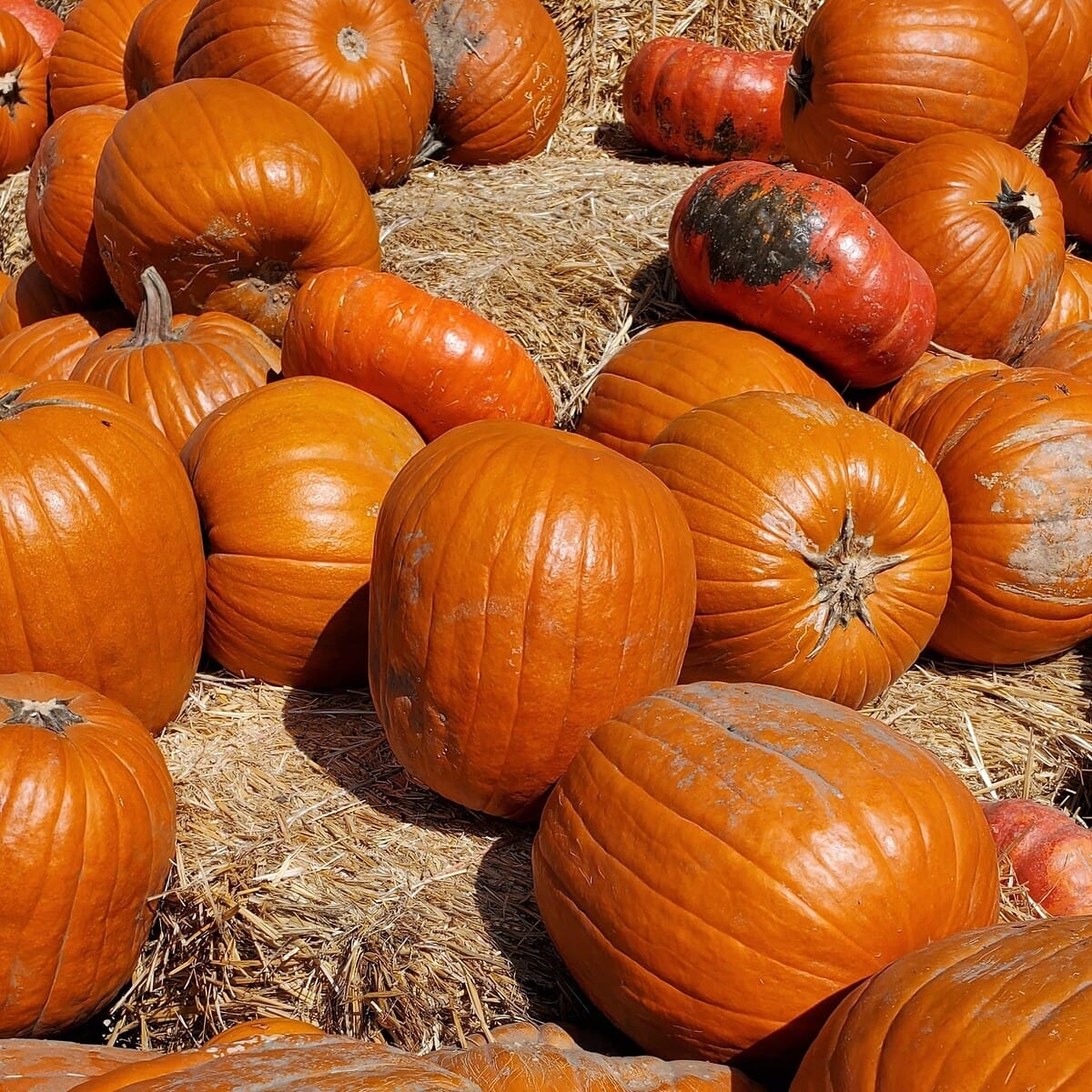 Orange County Pumpkin Patches That Will Get You in the Fall Spirit
