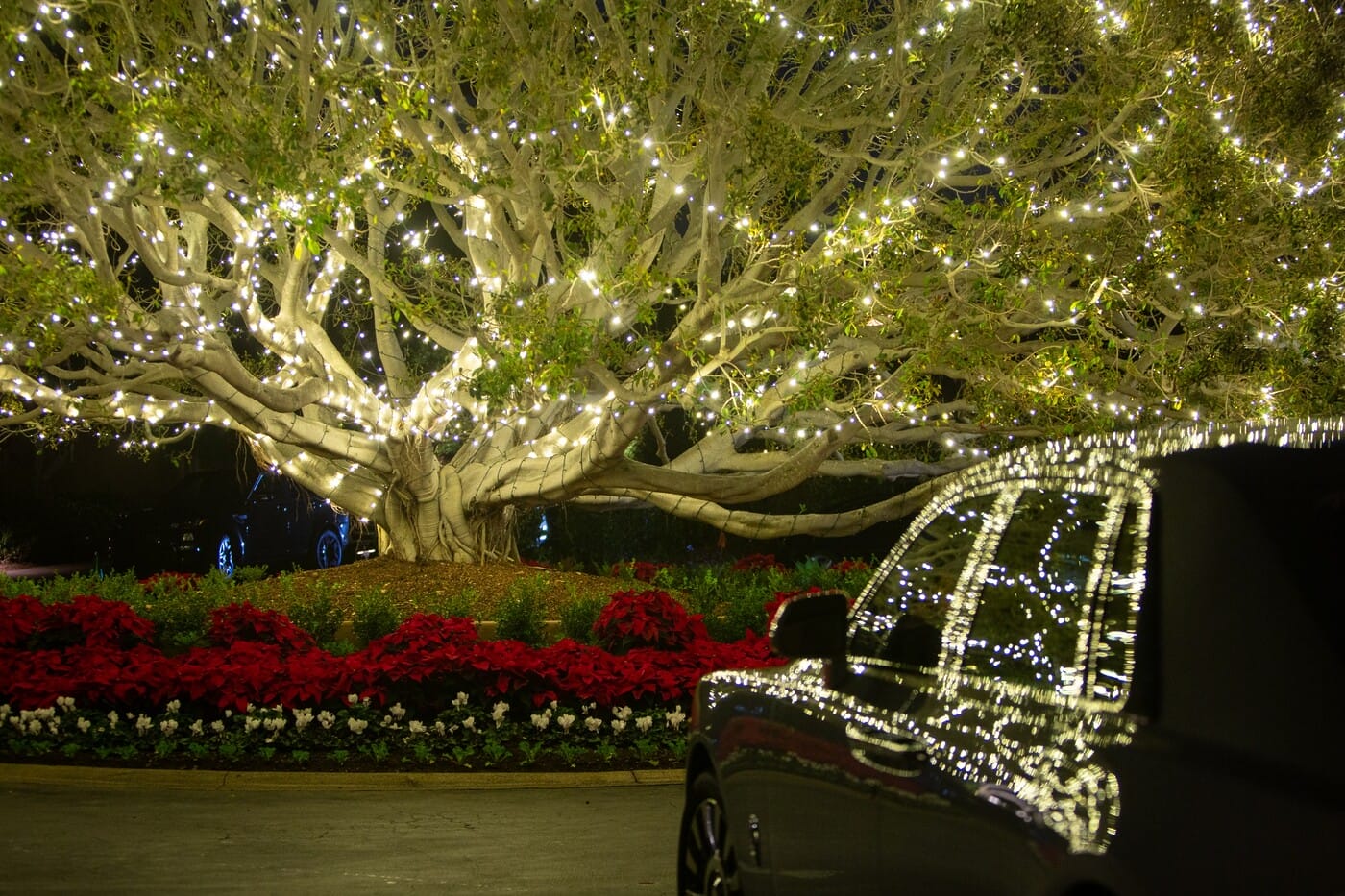 Rancho Valencia Resort & Spa RV THANKSGIVING 2018 (130)