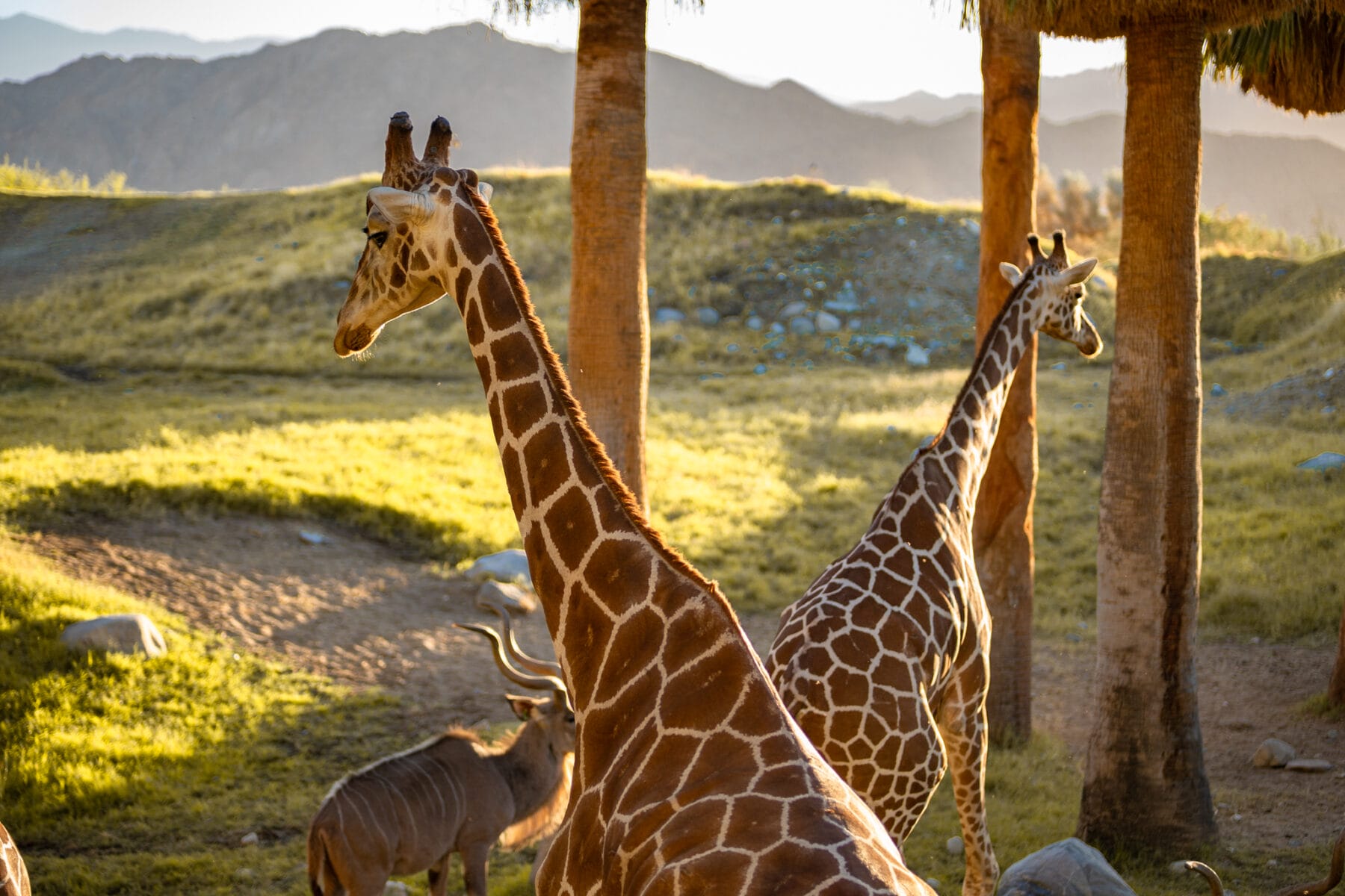 Best Zoos Palm Desert