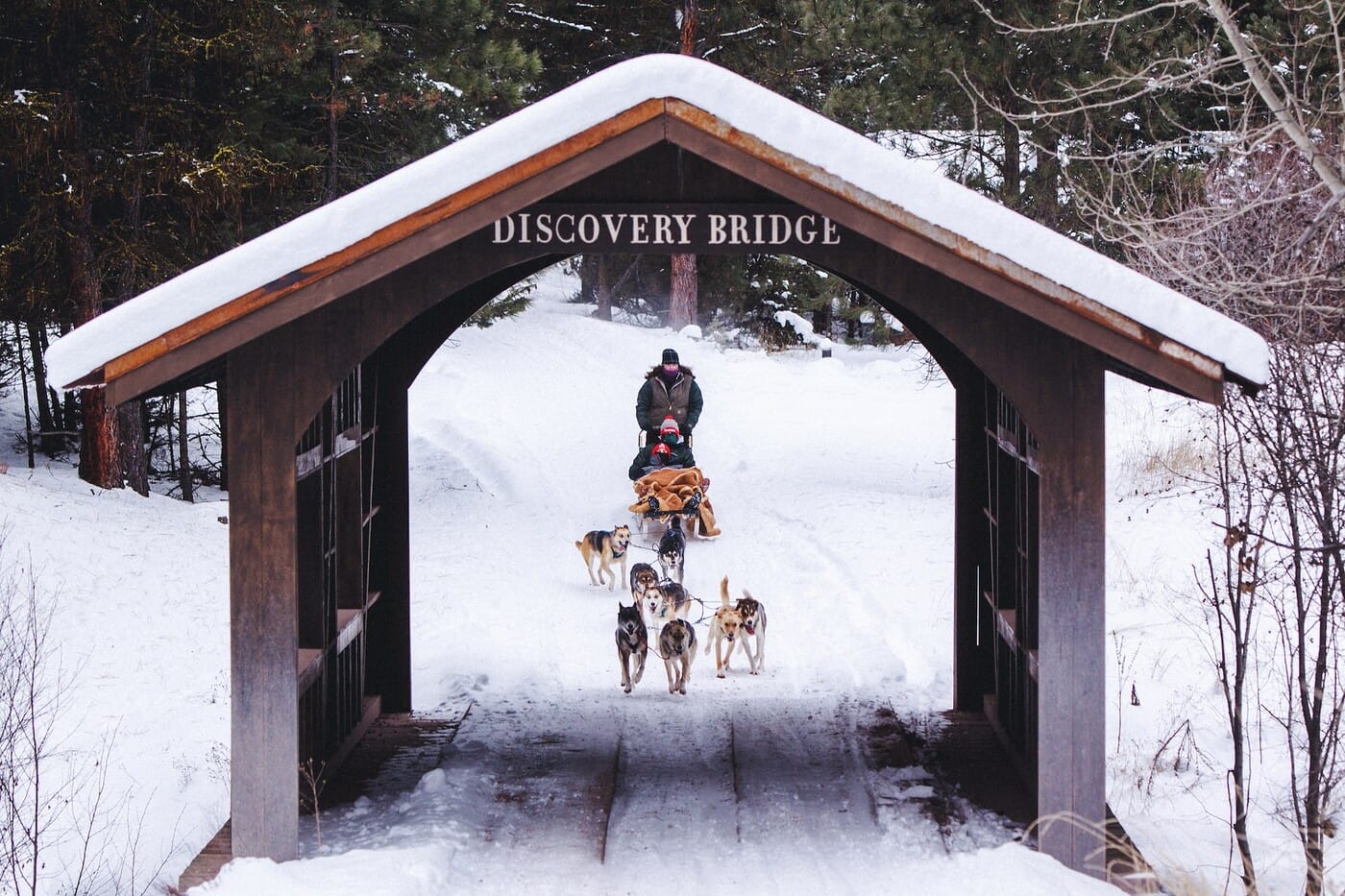 Credit Stuart Thurlkill_122316PawsUpChristmas-48-min