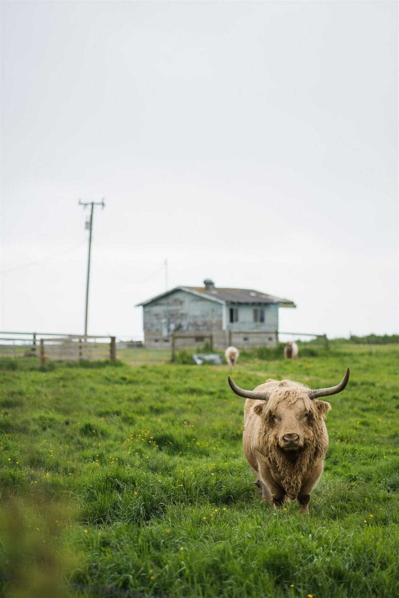 Credit- Leon Villagomez for Ferndale Chamber of Commerce - Ferndale (36)