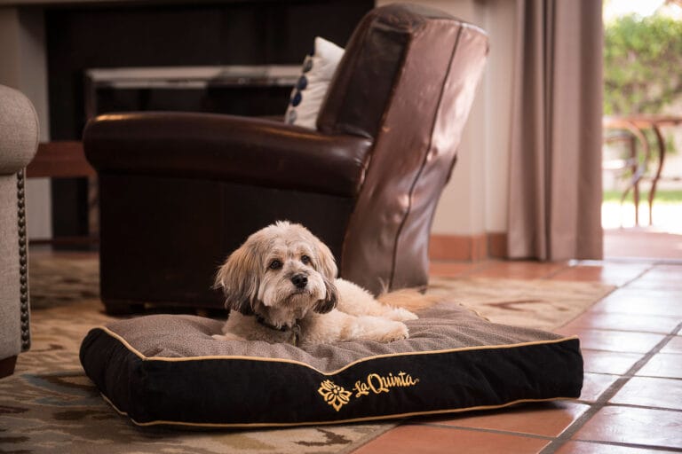 A DogFriendly Guide to Greater Palm Springs That’ll Make Tails Wag