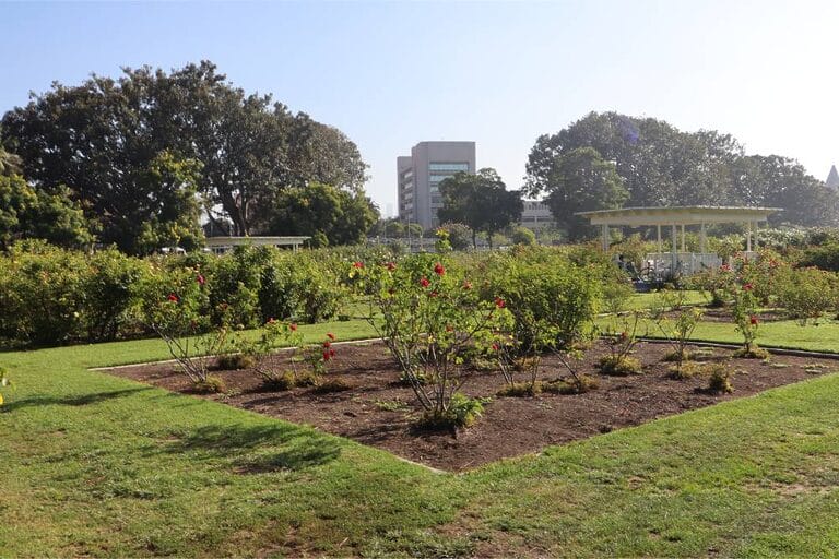 Exposition Park Rose Garden 5