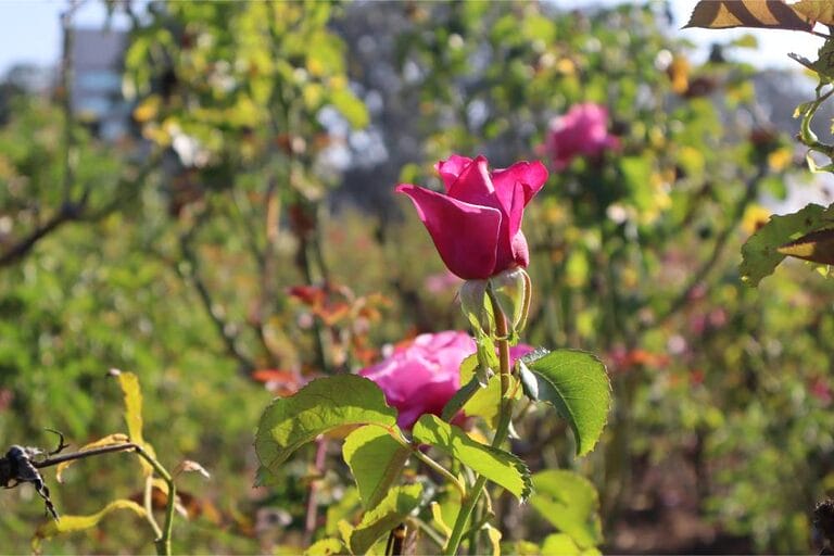 Exposition Park Rose Garden 6