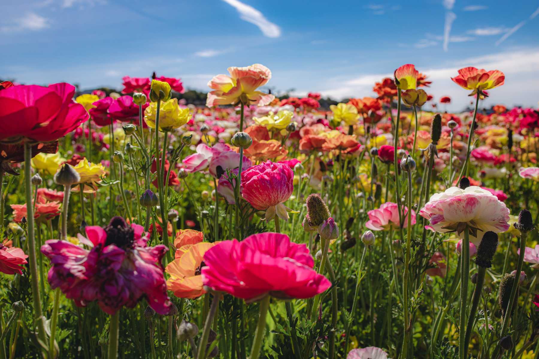 The Cassara Carlsbad 452A7089