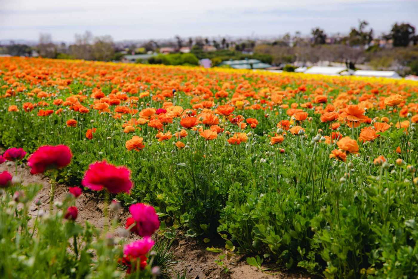 The Cassara Carlsbad 452A7239