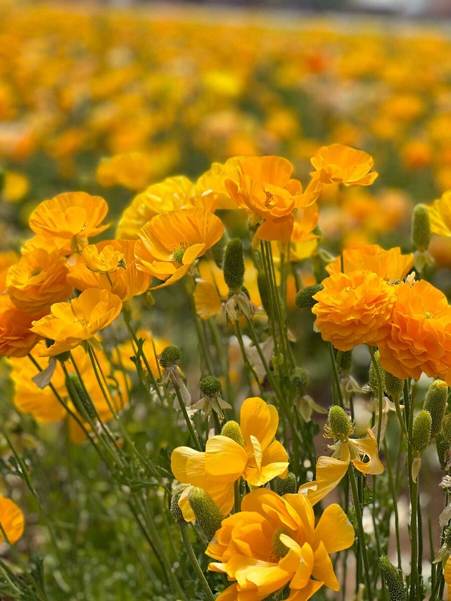 The Cassara Carlsbad IMG_0390