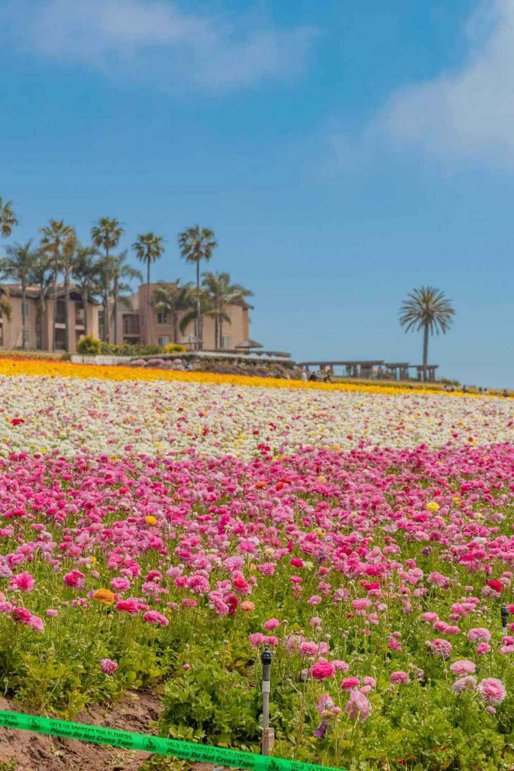 The Cassara Carlsbad TFF-8