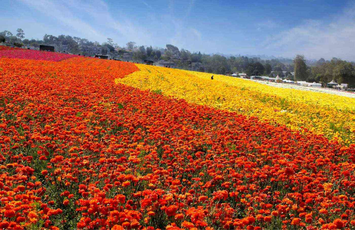 The Cassara Carlsbad TheFlowerFields_by_MarcieGonzalez 12