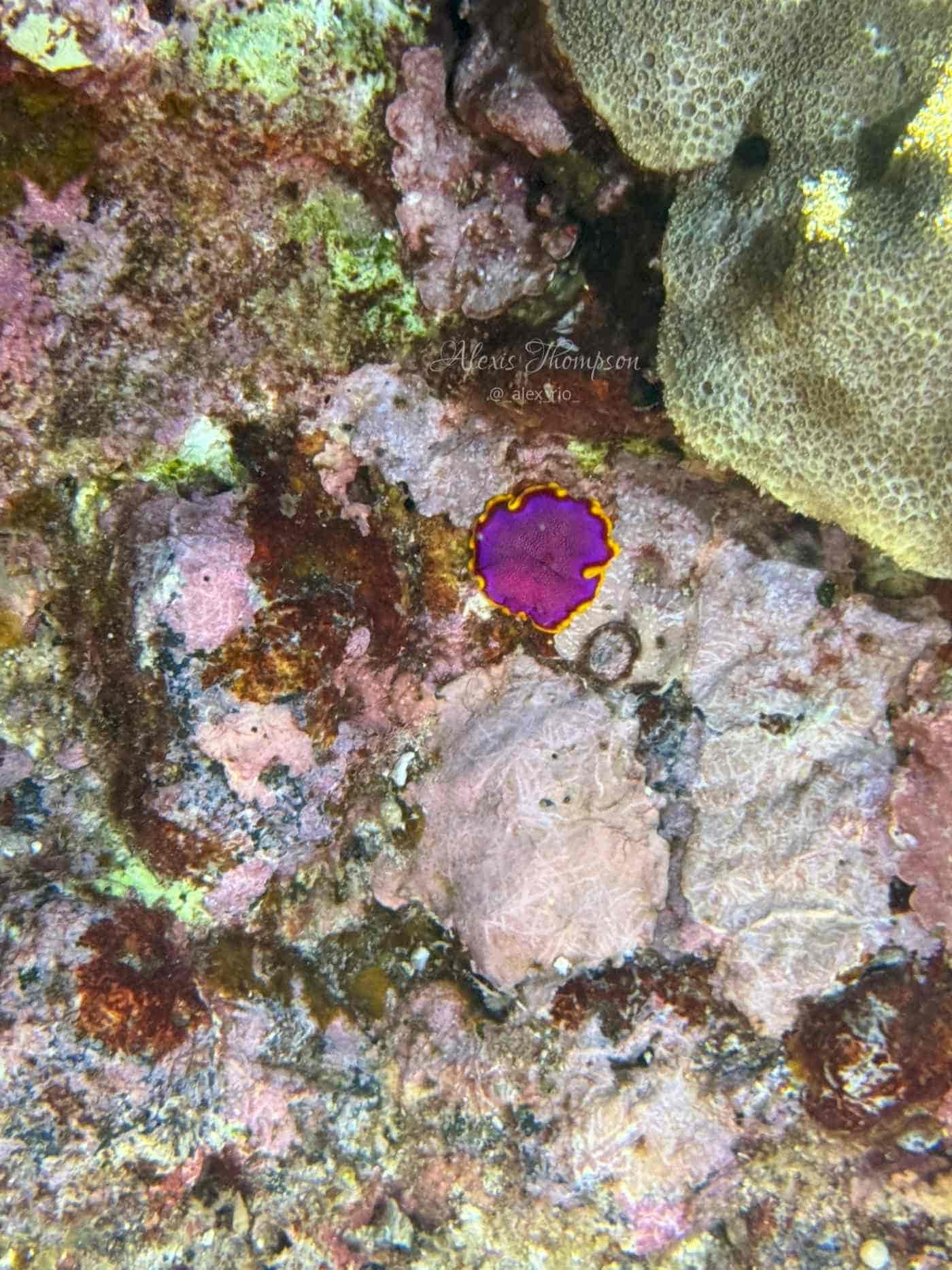 Hilo Ocean Adventures-img-1 (11)-min