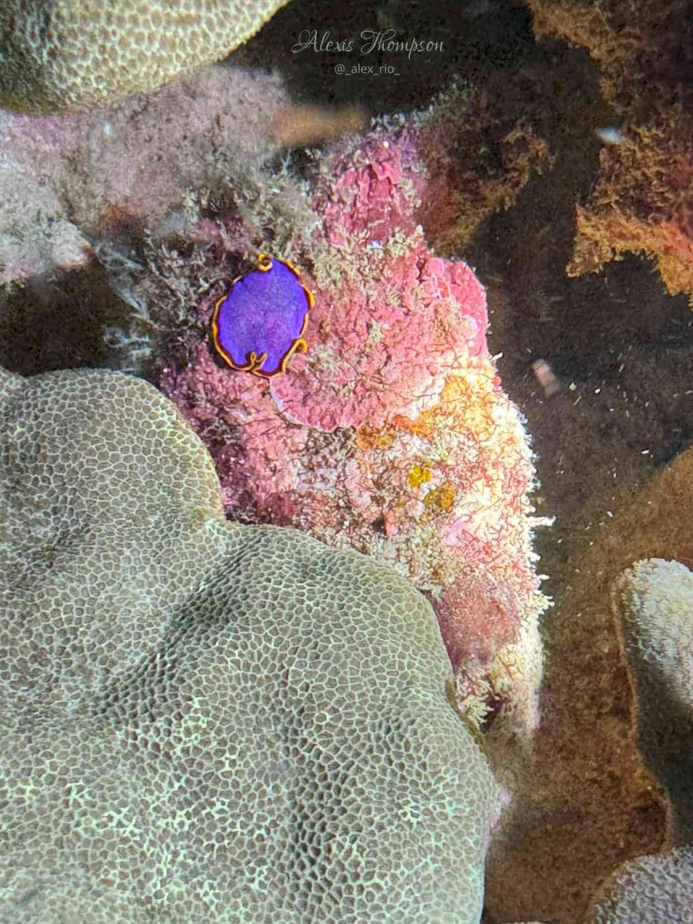 Hilo Ocean Adventures-img-1 (12)-min