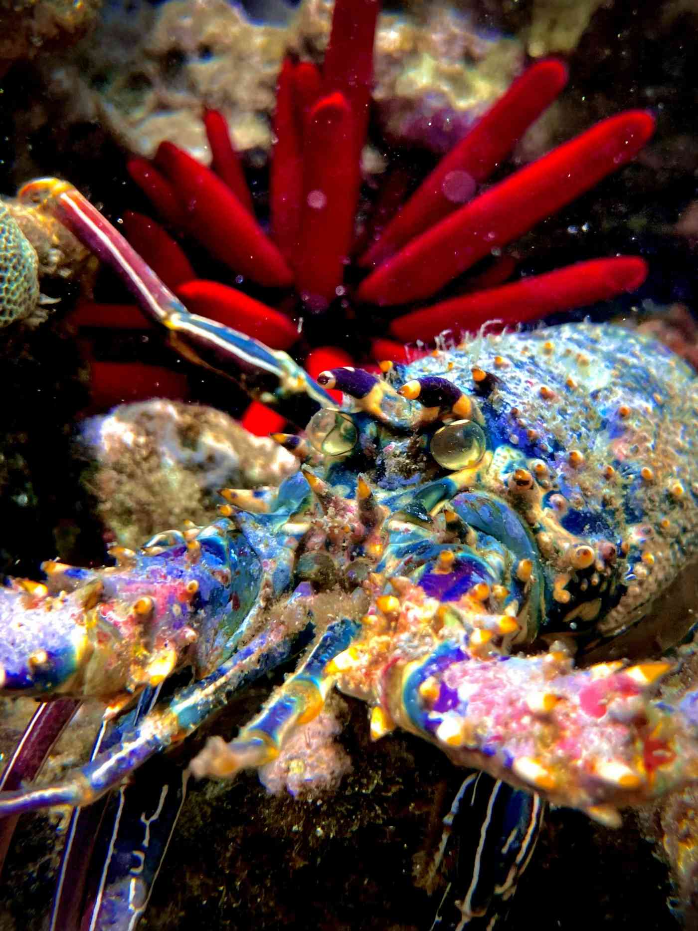 Hilo Ocean Adventures-img-1 (13)