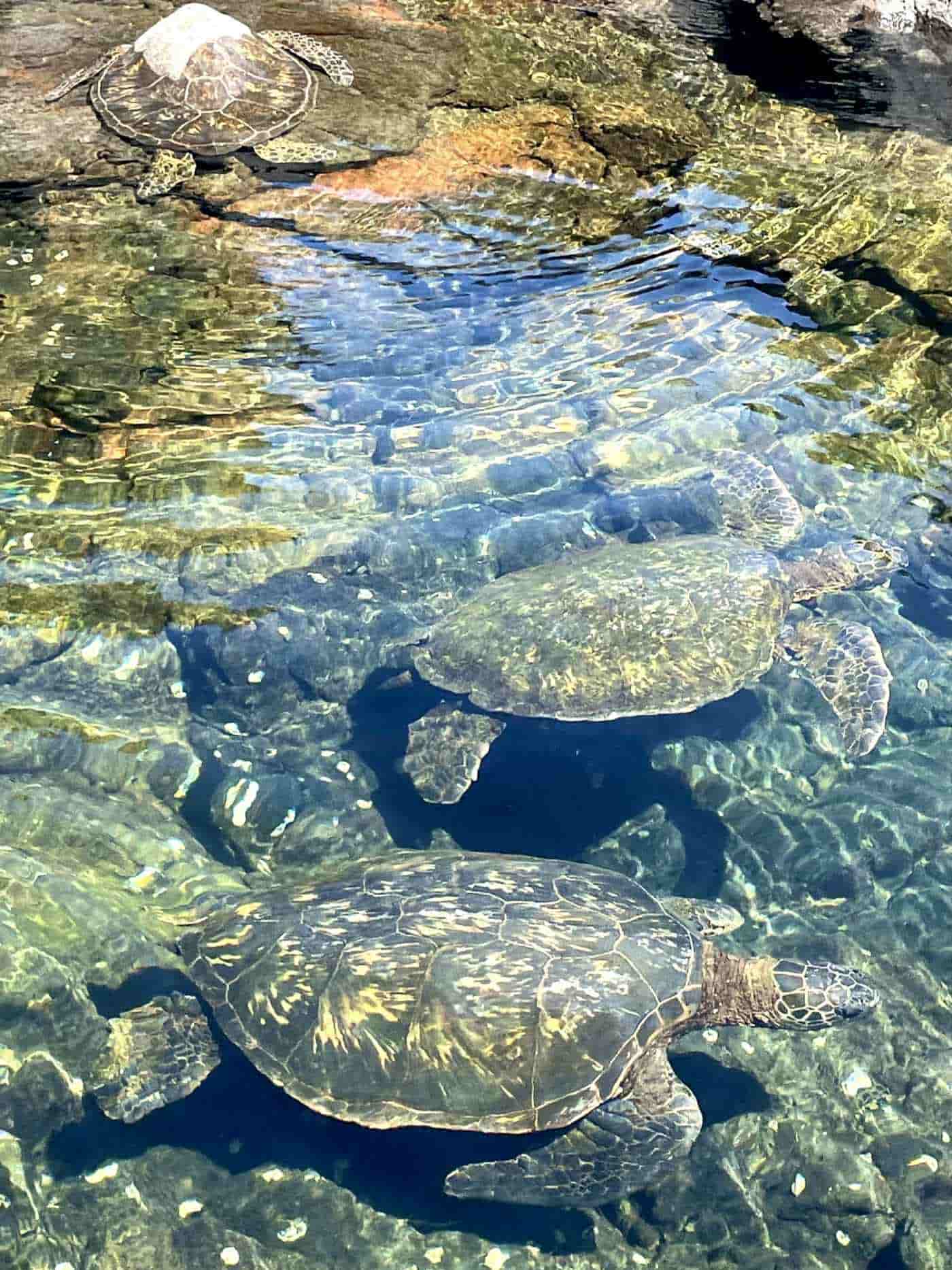 Hilo Ocean Adventures-img-1 (6)-min