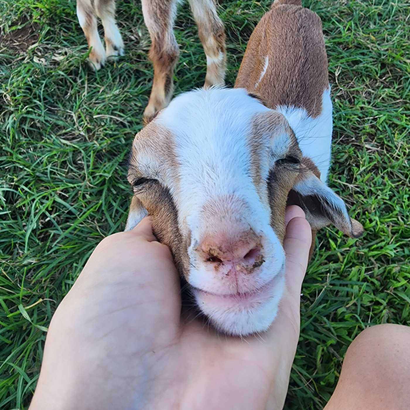 The Honomu Goat Dairy Hawaii 1000009308