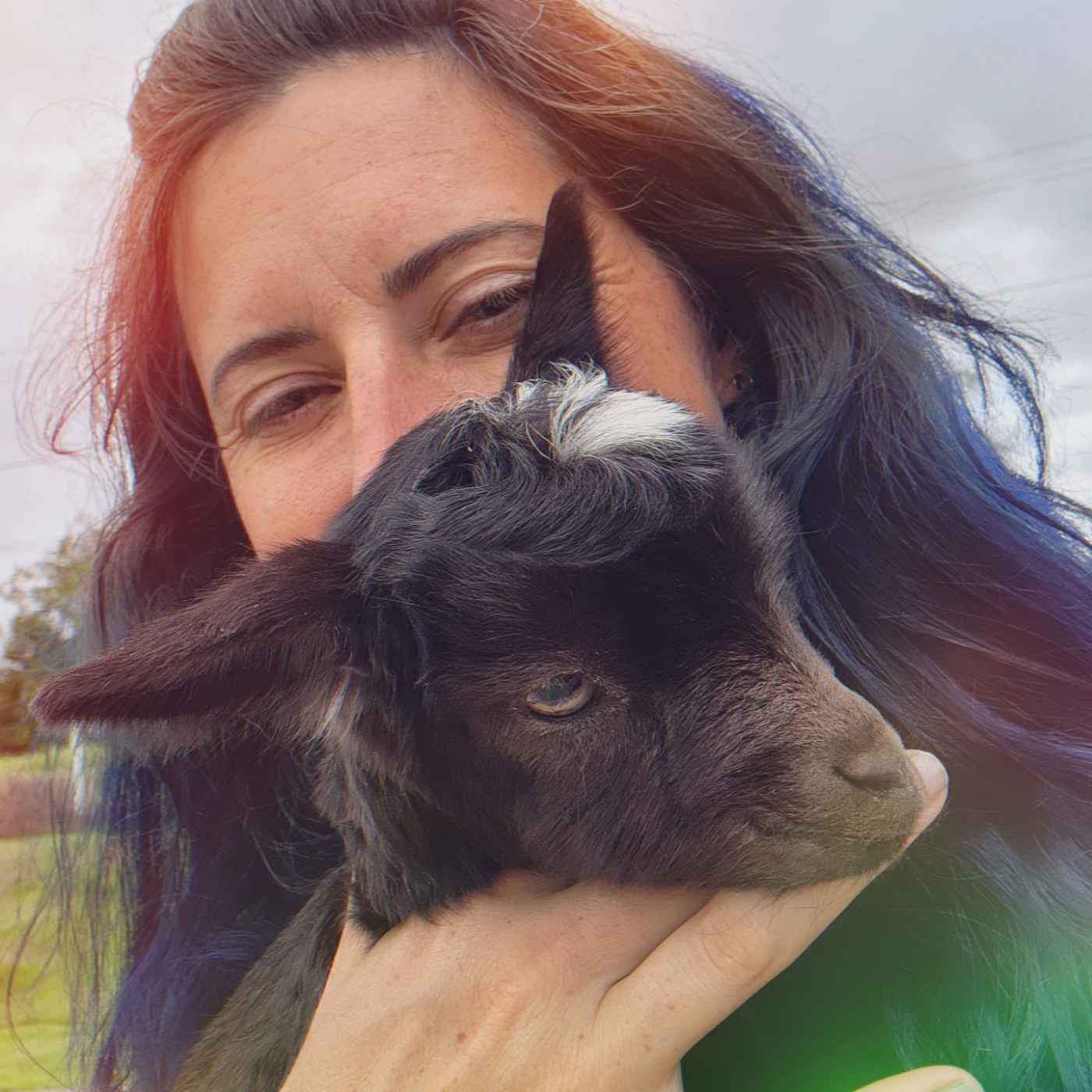 The-Honomu-Goat-Dairy-Hawaii-1000012127