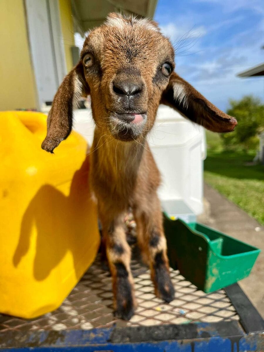 The Honomu Goat Dairy Hawaii 1000012423