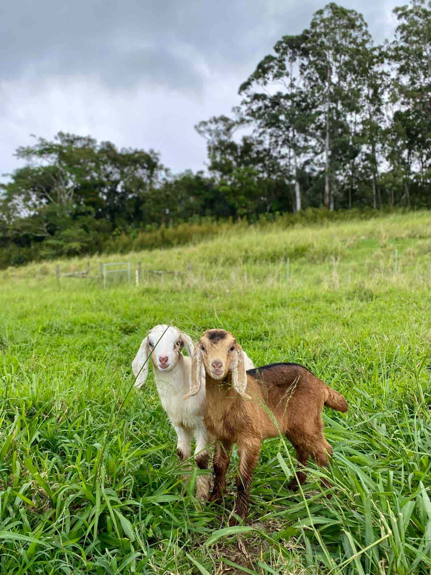 The Honomu Goat Dairy Hawaii 1000012424-min