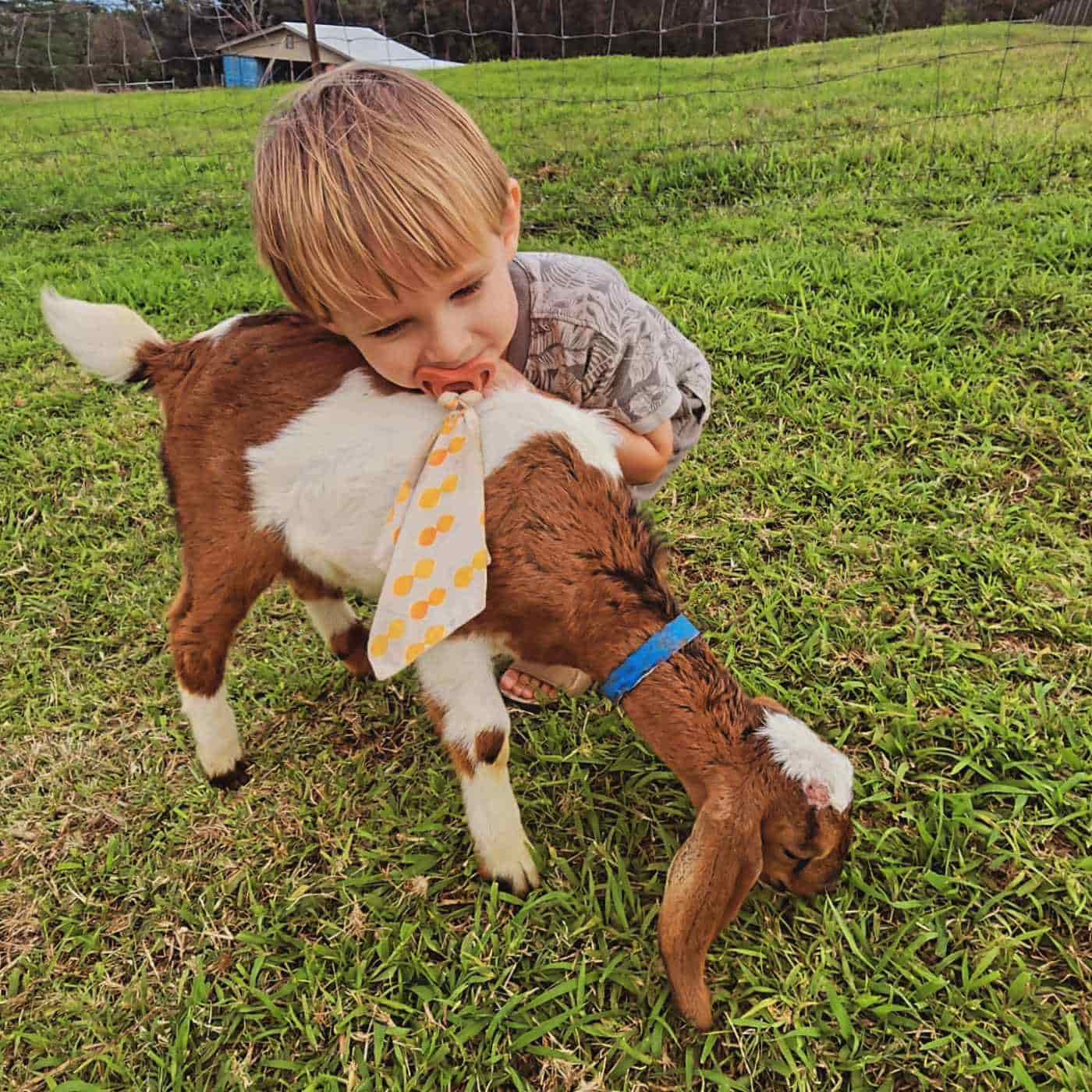 The-Honomu-Goat-Dairy-Hawaii-min