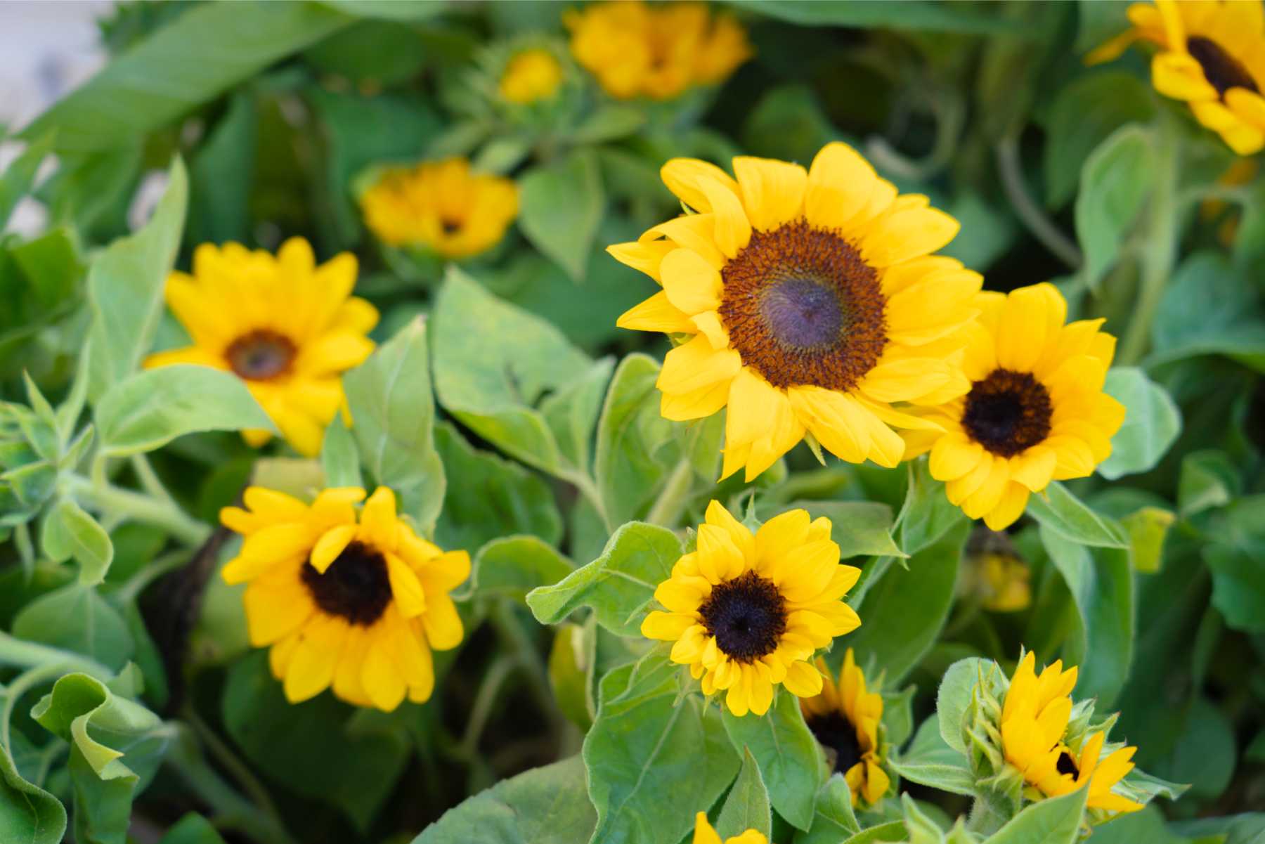 Studio City Farmers Market Credit_ Sonia Keshishian - SCFM_188