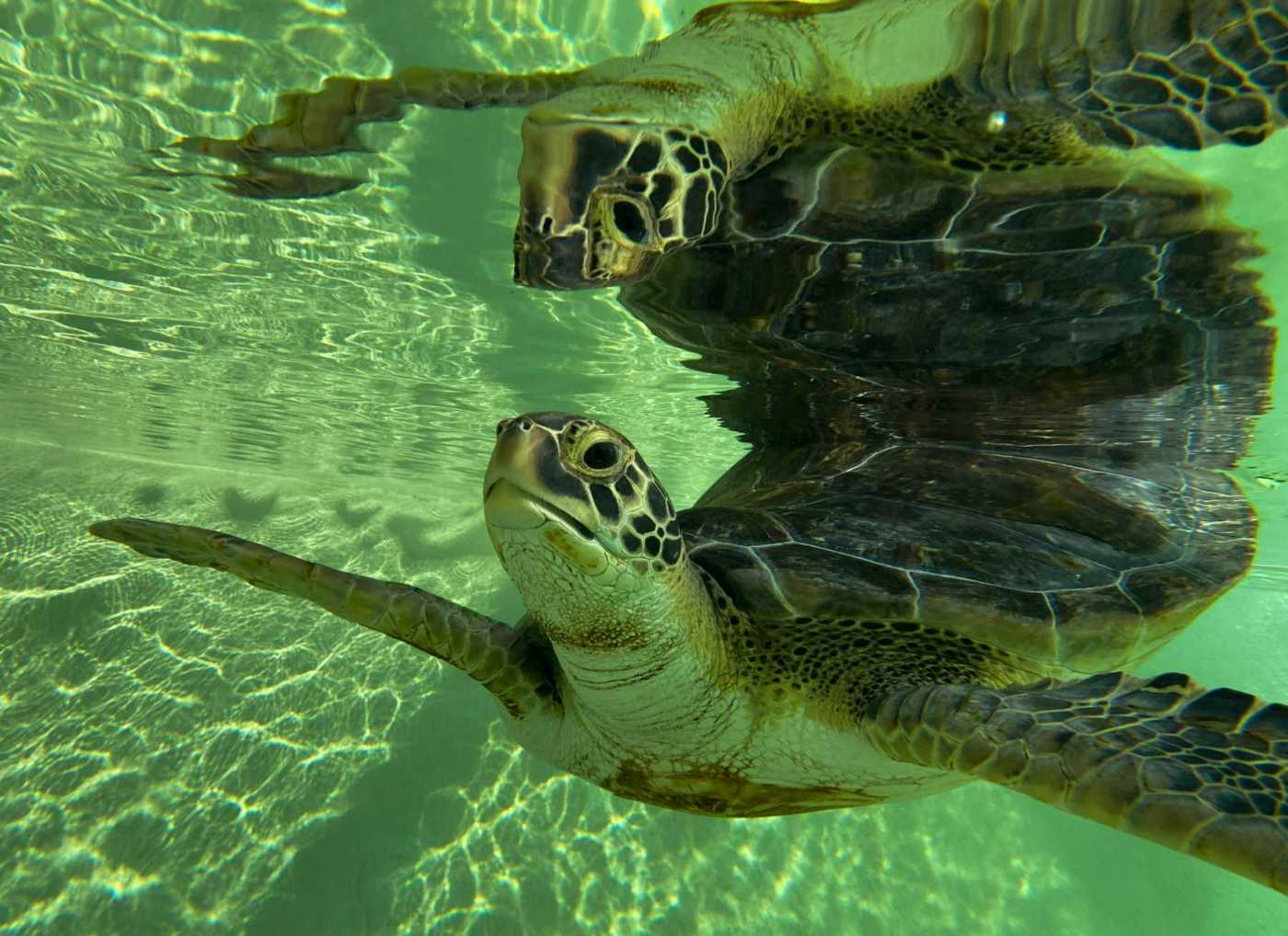 Living Coast Discovery Center IMG_7380
