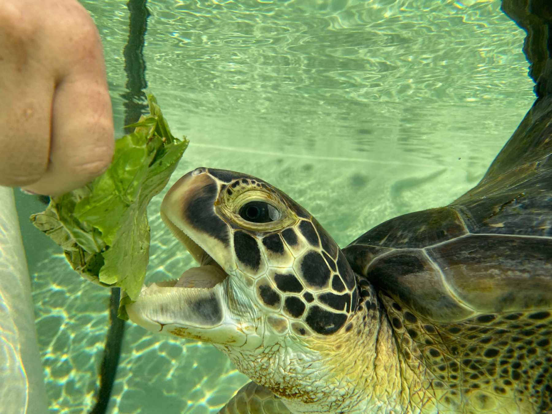 Living Coast Discovery Center IMG_7395