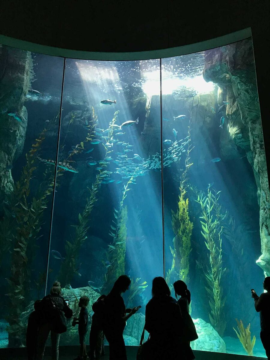 Aquarium of the Pacific 2