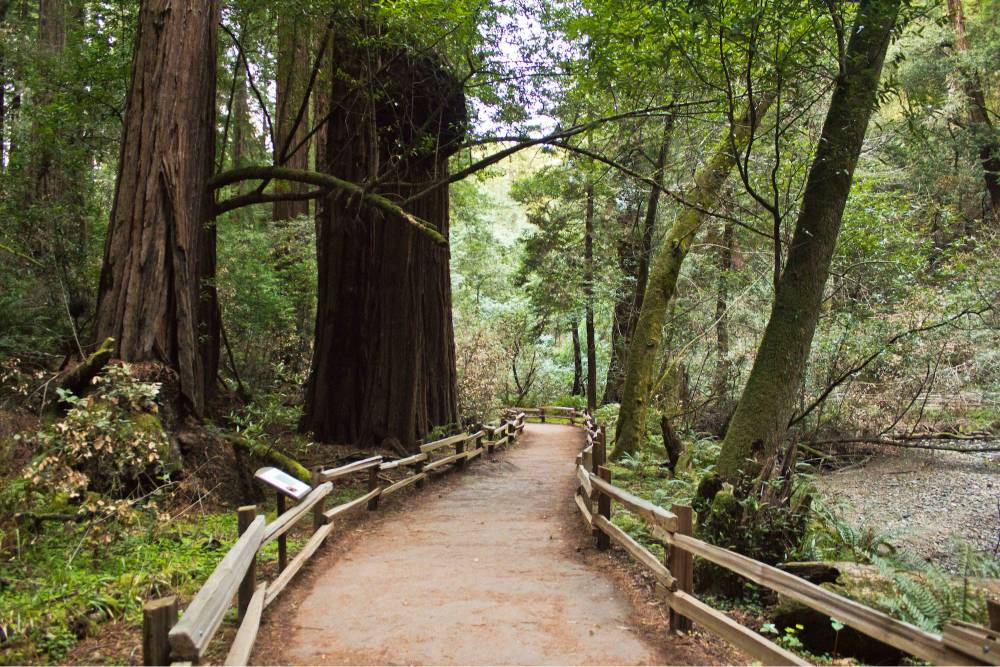 Marin fall escape