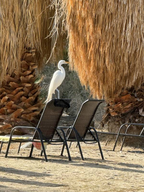Bubbling Wells Ranch Crane Yerxa Close