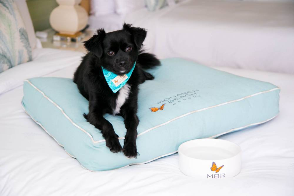 Dog‑friendly Getaway Dana Point