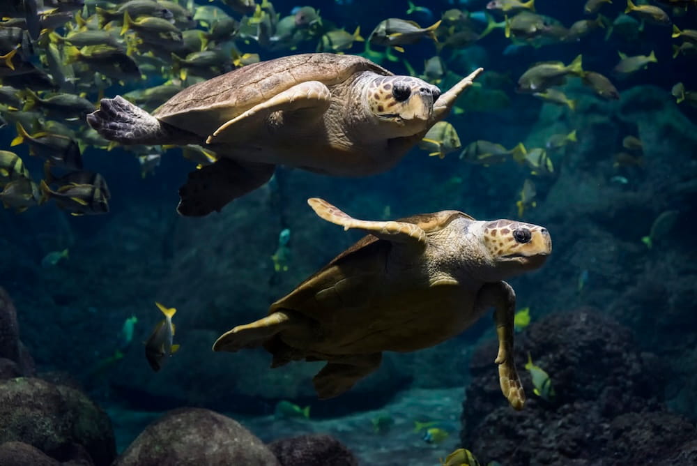 SeaWorld 2021_SWC_ Loggerhead Sea turtle 008