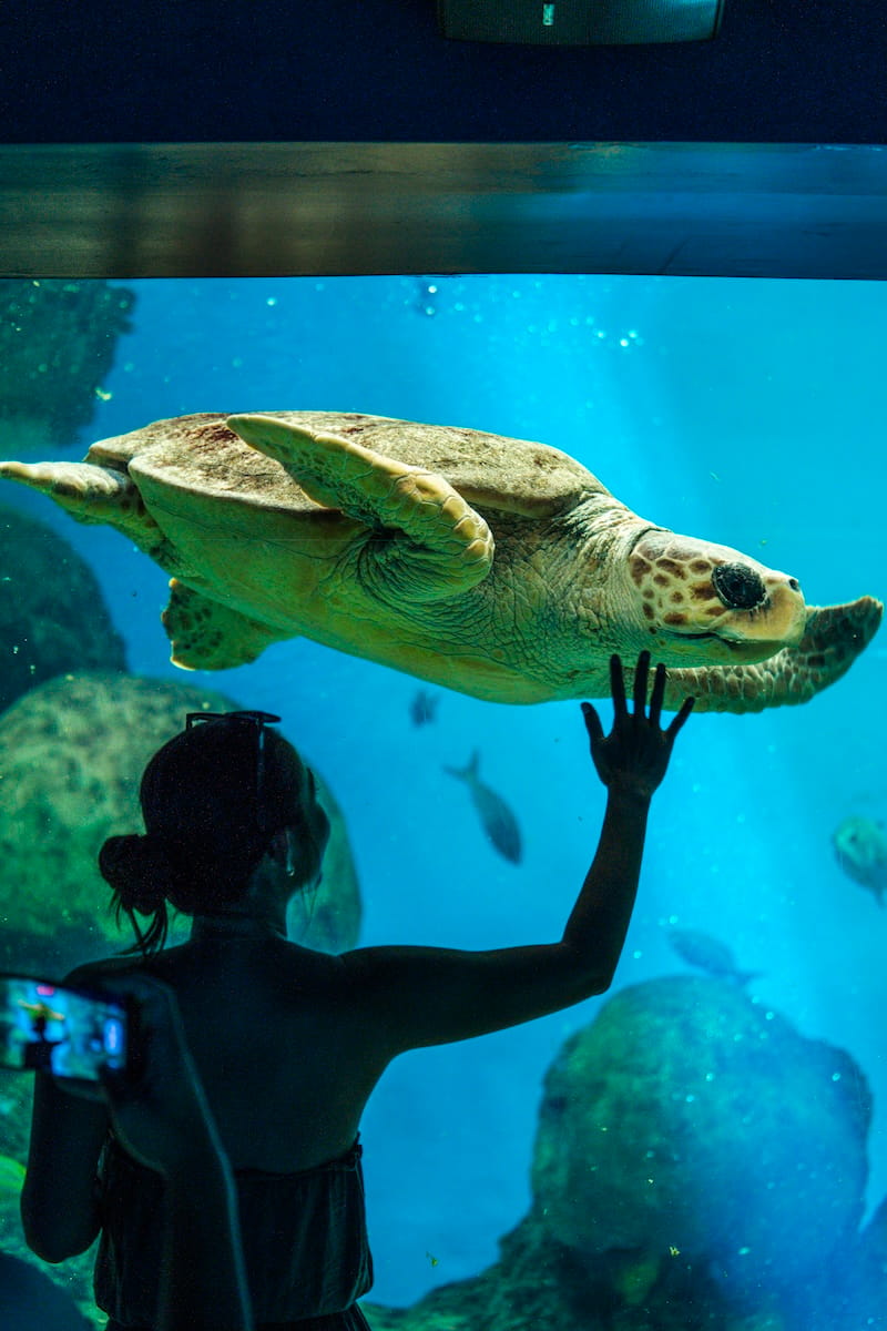 SeaWorld 23_SWC_Turtle_Guest-2