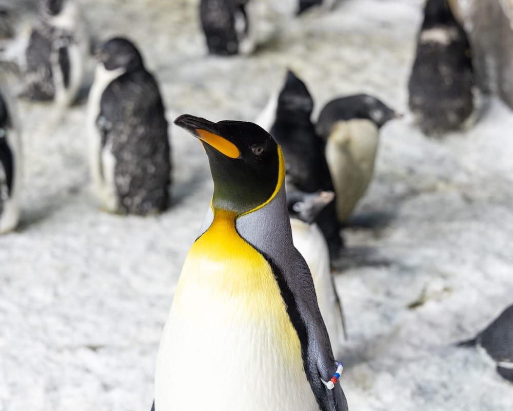 SeaWorld 25_SWC_ Penguins_Stephen-9