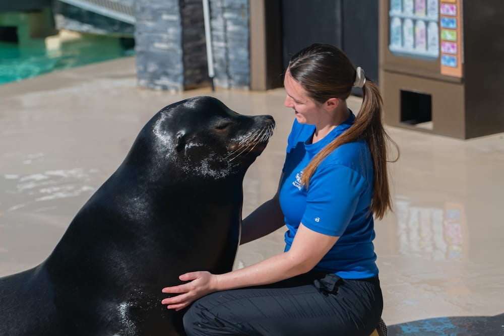 SeaWorld 25_SWC_Sea Lions_Ozzy and Taylor