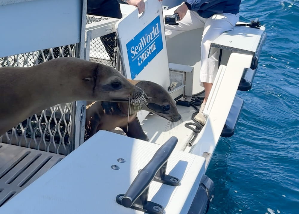 SeaWorld 25_SWC_Seaworld Rescue, Entangled Sea Lions Return, May 30
