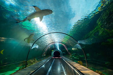 SeaWorld San Diego 5K