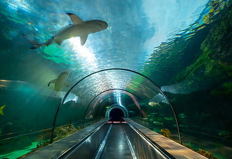 SeaWorld San Diego 5K