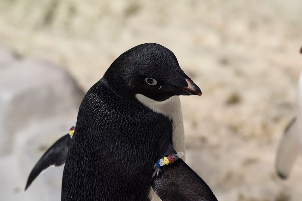 SeaWorld SWSD_2019_Penguins 03