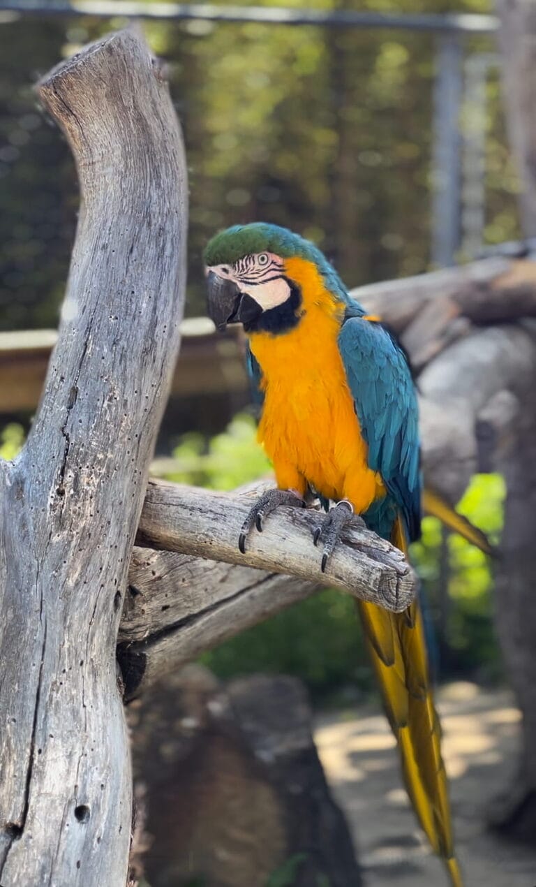 Central Coast Zoo