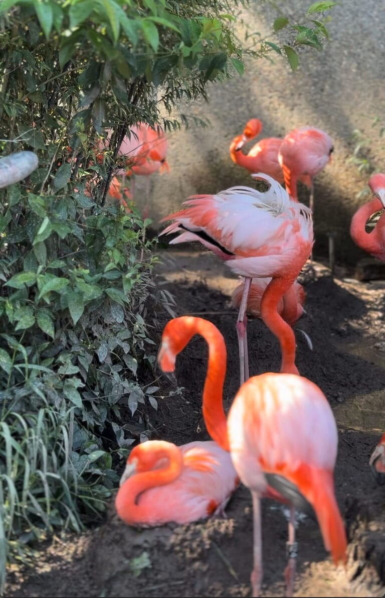 Central Coast Zoo Flamingo