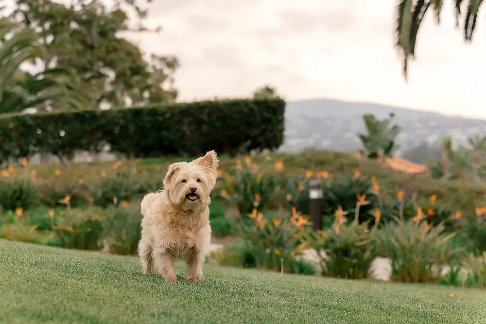 Omni La Costa Dog Days of Summer